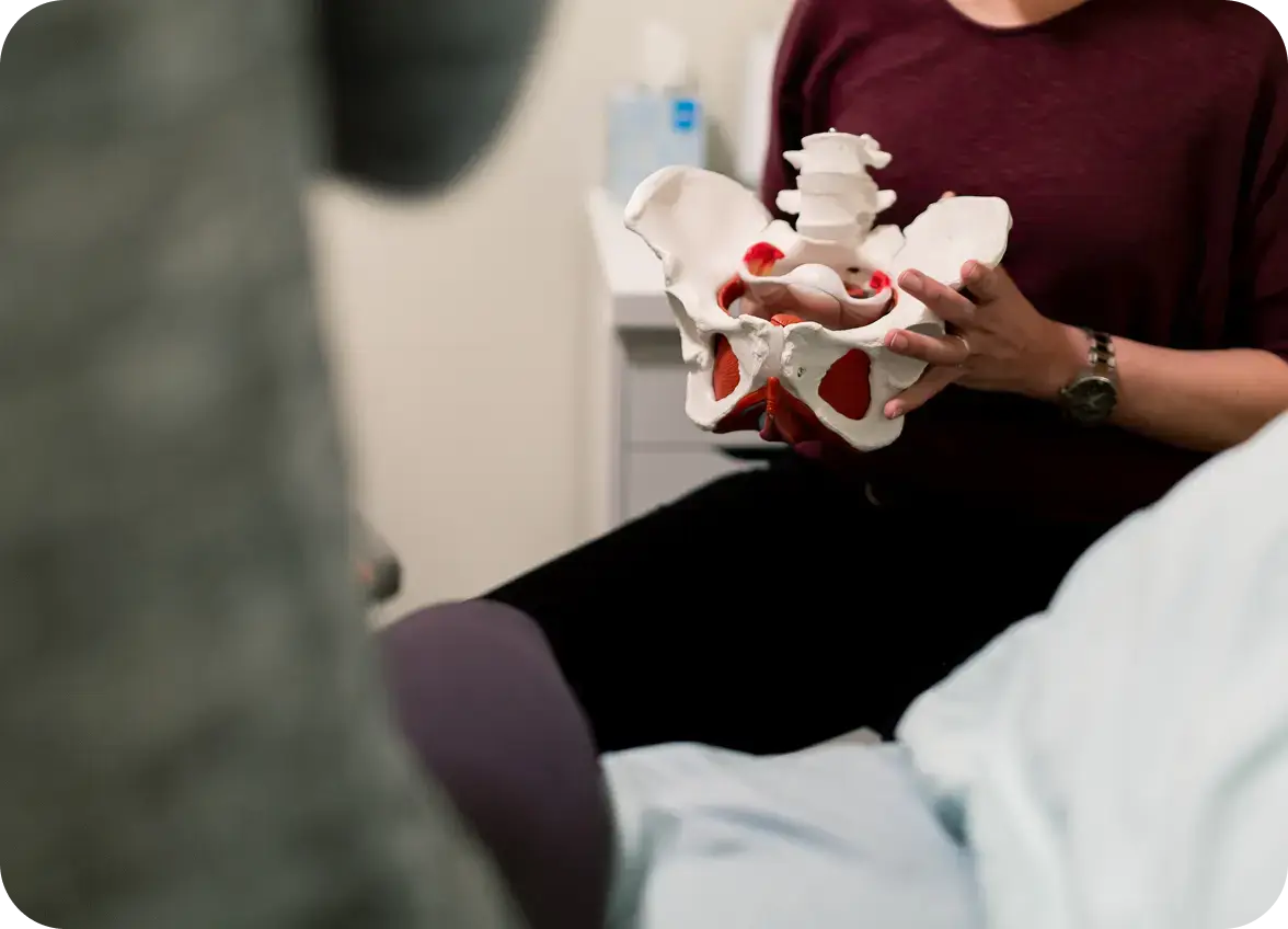 A pelvic health practitioner holding an anatomical model of the pelvis